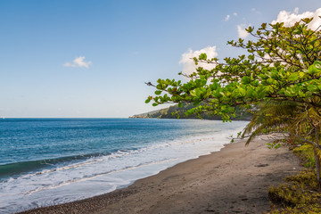 Trees in the Beach, Grenada, Caribbean