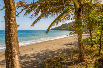 Trees in the Beach, Grenada, Caribbean
