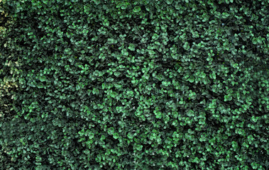 Green bush as background - obrazy, fototapety, plakaty
