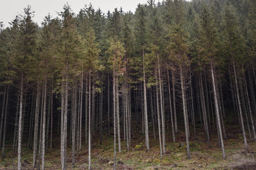 Forest in the mountains on a cloudy day