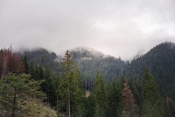 Forest in the mountains on a cloudy day
