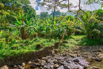 Palm Trees in Grenada, Caribbean