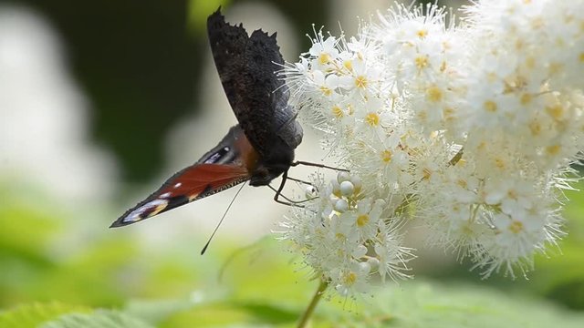 Butterfly drinking nectar on a flowering Bush