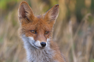 Fototapeta premium Young fox portrait