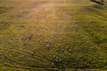 lot sheep on green meadow