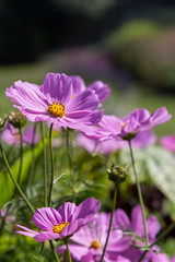 Purple Cosmos Flowers