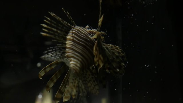 Lionfish swimming in aqaurium