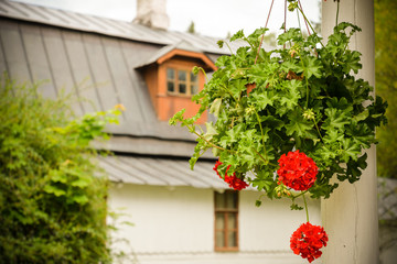 Fototapeta na wymiar Flowerpot with lovely bouquet of red geranium and blurred old house in the background. Romantic flowers in basket. Retro style view for posters, prints, calendars, interior decoration, design, cards.