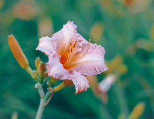 Fototapeta premium Pink orange flower
