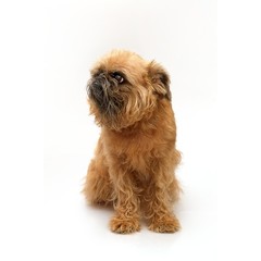 Brussels griffon in different angles
