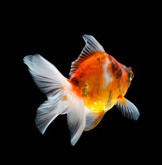 Goldfish isolated on black background