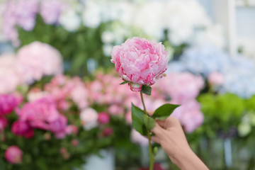 Female hand with beautiful peony and blurred flower shop on background