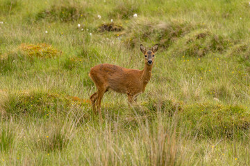 Tomintoul - Red deer