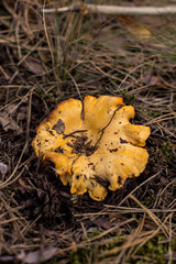 Mushroom chanterelle grows into the forest.