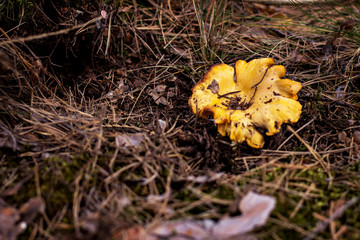 Mushroom chanterelle grows into the forest.