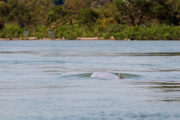 Khongyai beach irawaddy dolphins trip