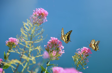 Fototapeta premium papilio machaon - Schwalbenschwanz Schmetterlinge auf Futterpflanze