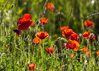 Flowers Red poppies blossom on wild field