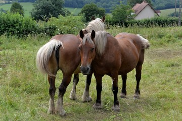 Chevaux
