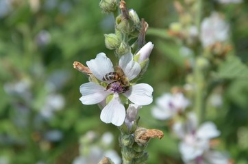 Naklejka premium Honigbiene auf Blüte sammelt Nektar
