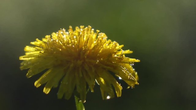 Sunlit dandelion with morning dew trembling by the wind in extreme slow motion. Mist and fresh nature scene of beautiful wild flower with brilliant water drops. Shooting with high-speed camera.
