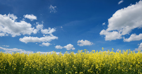 Fototapeta premium blühender Raps und blauer Himmel mit Wolkenhimmel