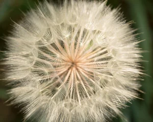 Rolgordijnen Dandelion-Sun-Explosion © Robbi Hays
