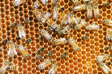 pszczoły na plastrze miodu w pasiece
 - obrazy, fototapety, plakaty