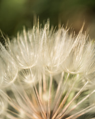 Fototapeta na wymiar Dandelion-Seedling