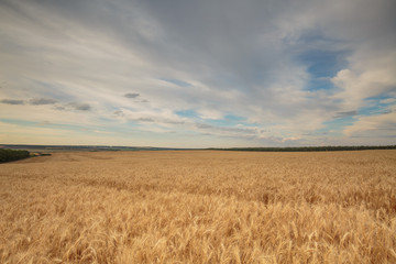 Obraz premium Clouds over the vast fields of ripe wheat in the middle of summer at sunset.