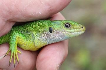 La malice du lézard vert