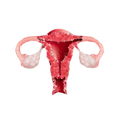 polygonal uterus
