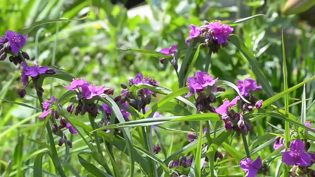 Blooming pink tradescantia and bee