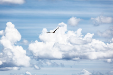 Bird in the sky