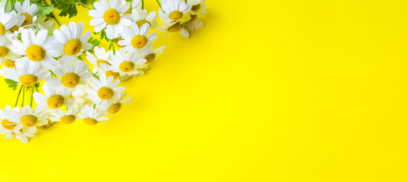 Fototapeta Chamomile flowers on yellow background