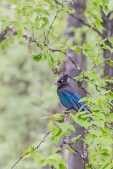 Steller's Jay on a Tree Branch in deciduous forest