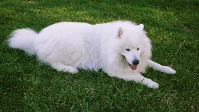 Funny white Samoyed husky dog in the park. Laika dog breed walking in summer day. Greenery background. SLOW MOTION.
