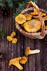 Mushrooms chanterelle in the basket