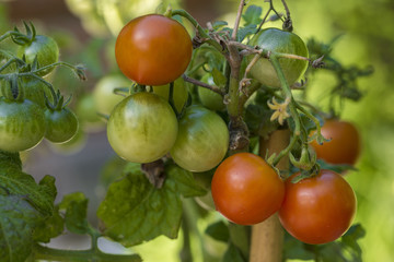Tomaten