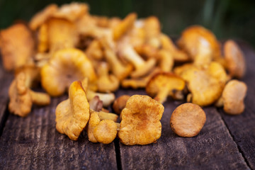 Mushrooms chanterelle in the basket