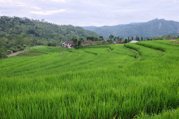 Fototapeta na wymiar green fress rice paddy terraces