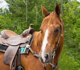 Obraz premium Portrait of a Saddled Horse