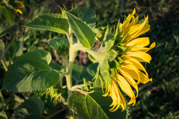 Bright yellow sunflower flower on a background of green leaves. Profile view