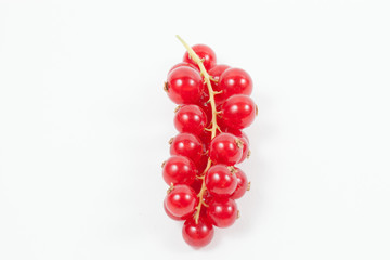 One stem of red currants