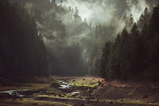 Foggy Forest Creek