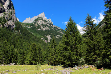 Pine trees forest in the italian alps mountains