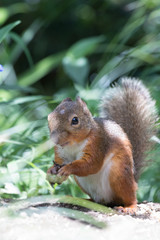 Sciurus lis (Japanese Squirrel)