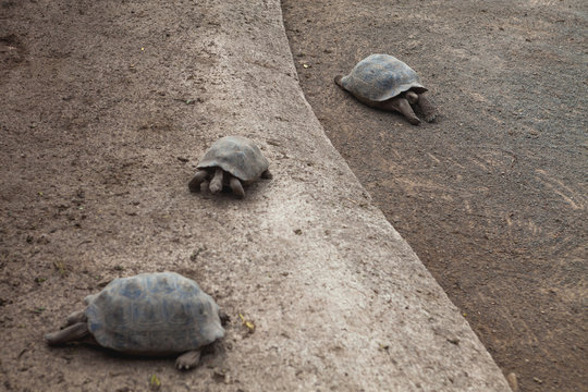 Tortoise Nursery 