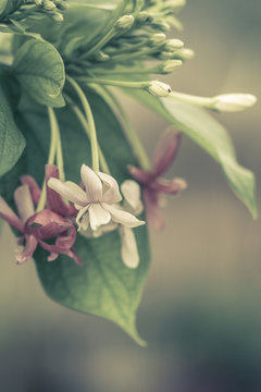 Flowers Blooming