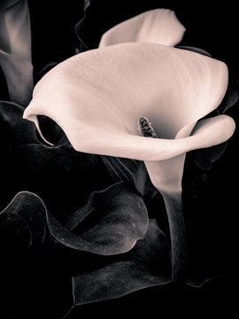 Monochrome Cala Lily